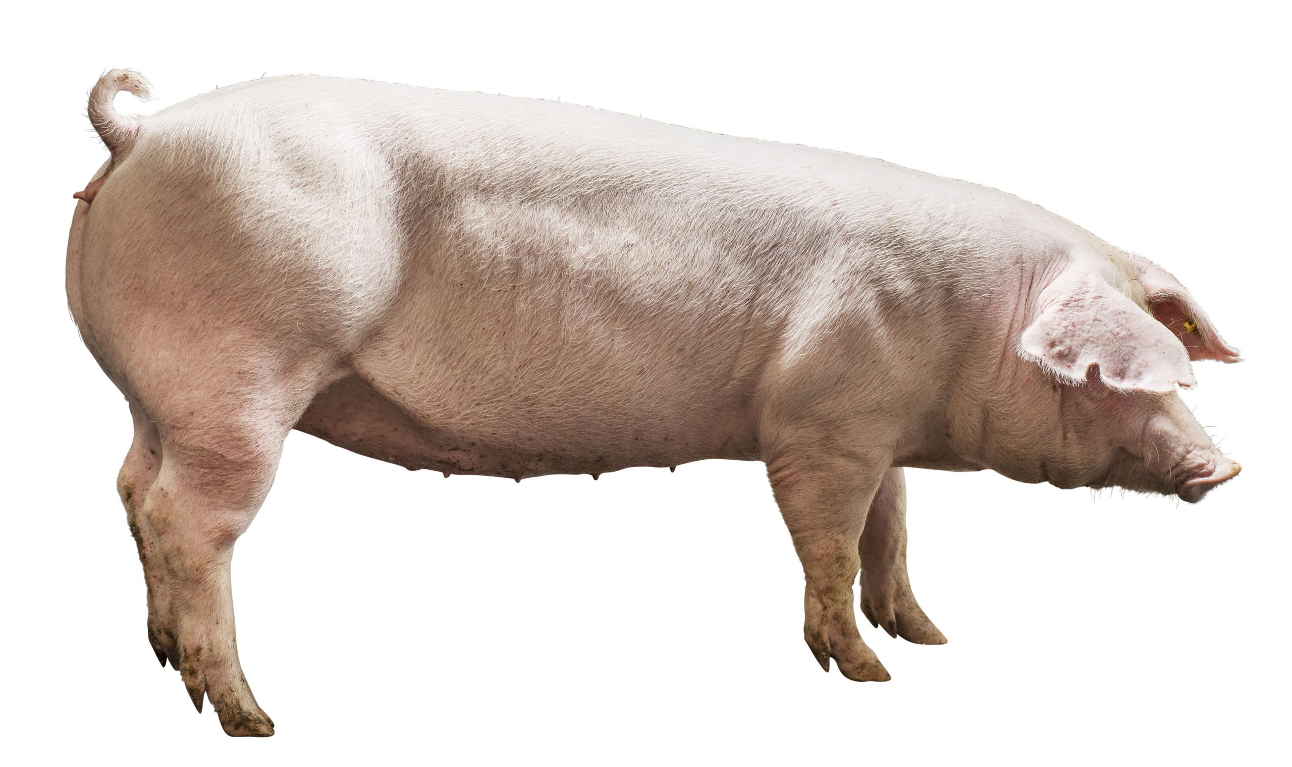 Свиньи датской. Ландрас (порода свиней). Датский ландрас. Эстонская беконная свинья.